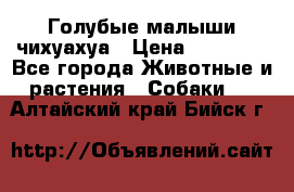 Голубые малыши чихуахуа › Цена ­ 25 000 - Все города Животные и растения » Собаки   . Алтайский край,Бийск г.